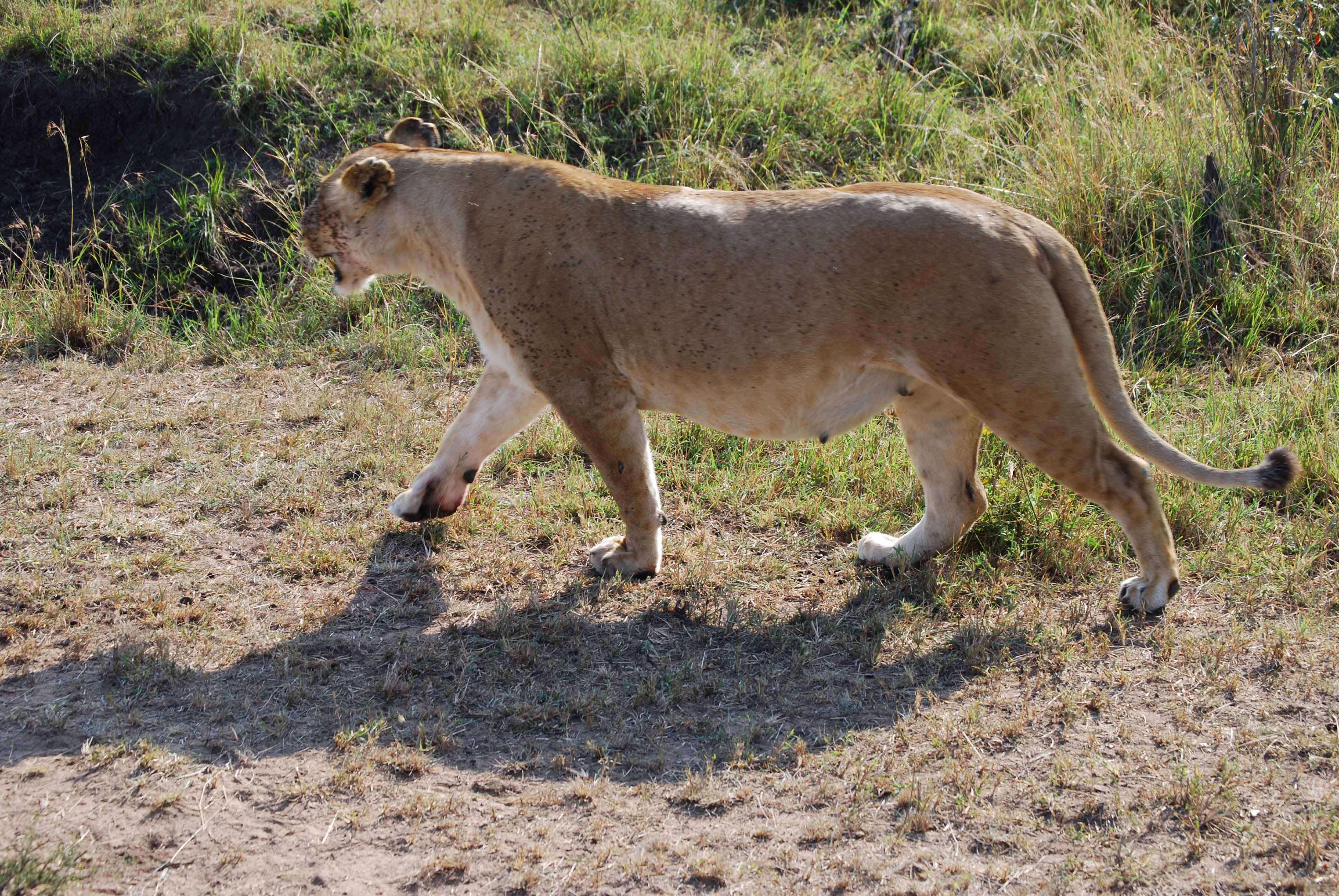 Regreso al Mara - Kenia - Blogs de Kenia - Un montón de leones y un poquito de porno (23)